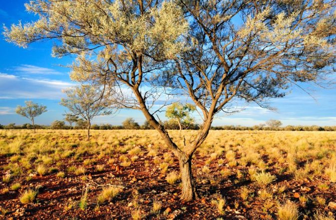 Mulga Acacia aneura/stowardi shrubland on the residual tableland at Bowra Wildlife Sanctuary.