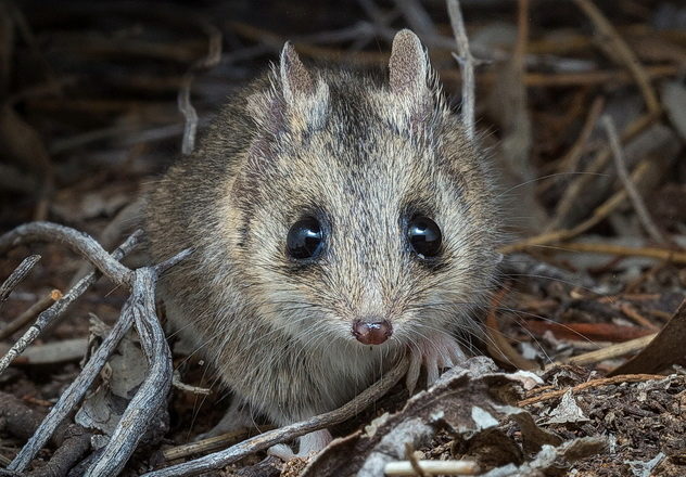 Workwithus Why Bradleue Common Dunnart (sminthopis Murina) 2