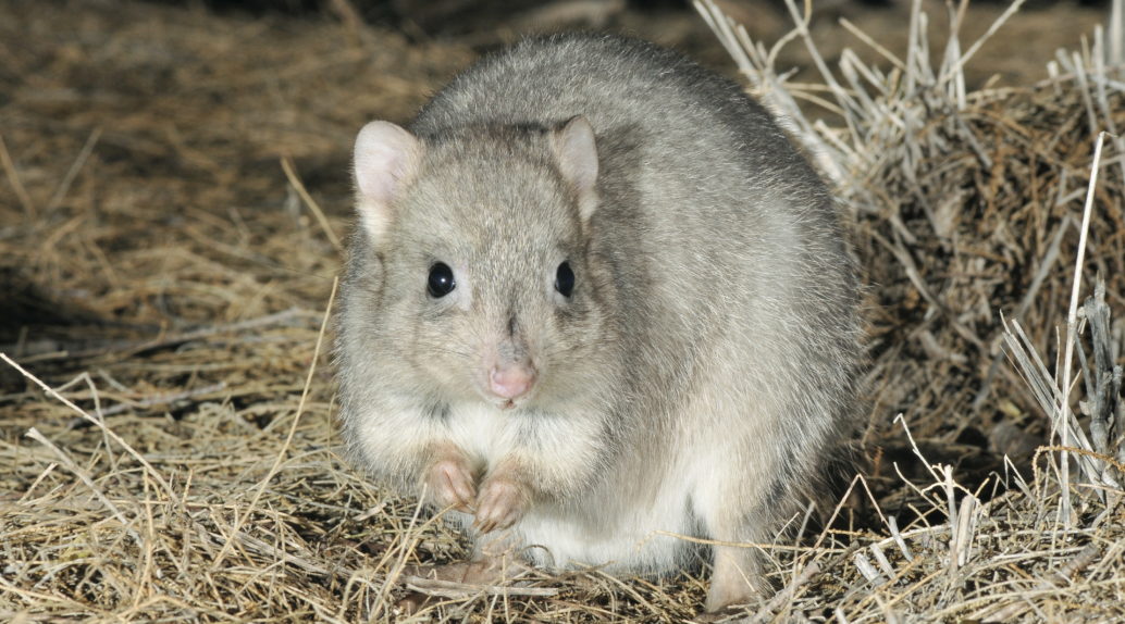 Burrowing Bettong Or Boodie On Faure Island Willdlife Sanctuary.
