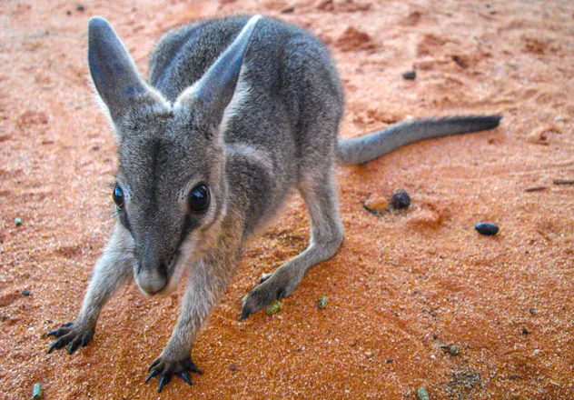 Bridled Nailtail Wallaby | Australian Wildlife Conservancy