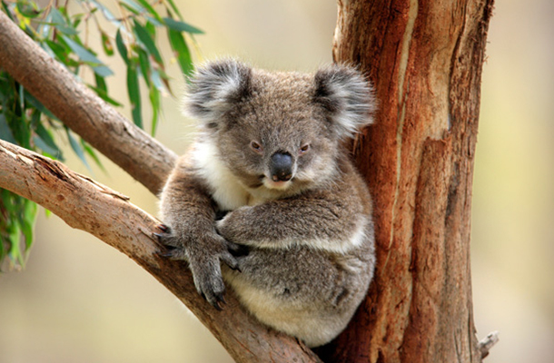 Kola | Australian Wildlife Conservancy