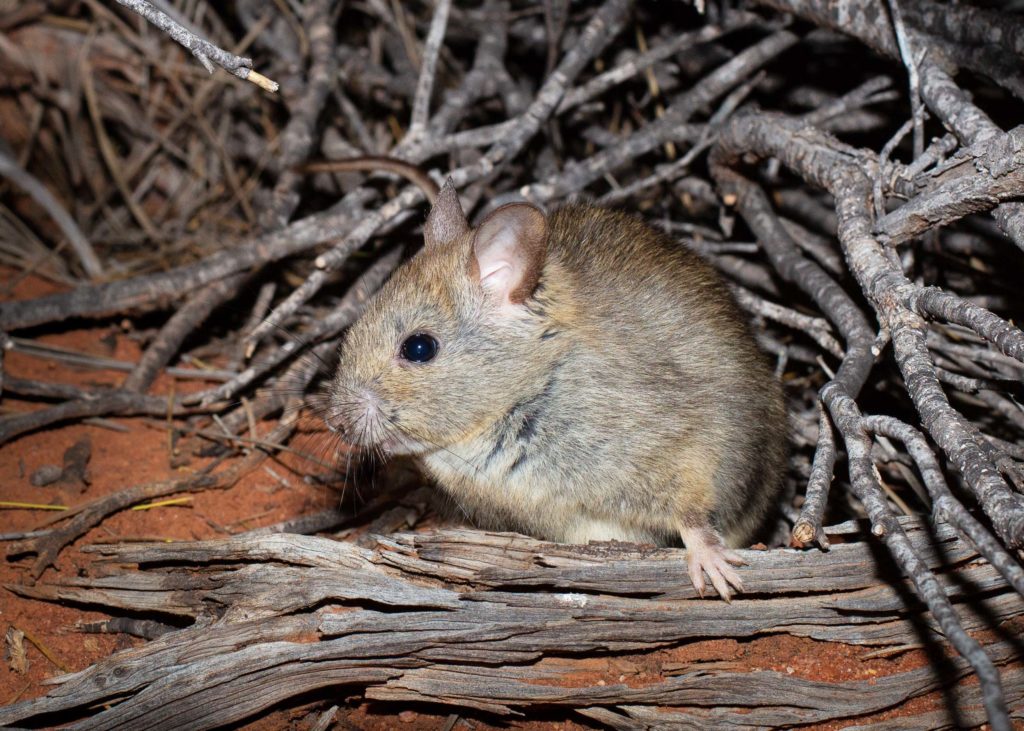 9. Greater Stick Nest Rat At Entrance To Nest Mt Gibson B Leue