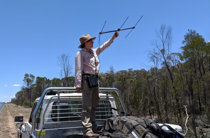 Sabrina Post Release Monitoring Of Bilbies In The Pilliga Alex Taylor