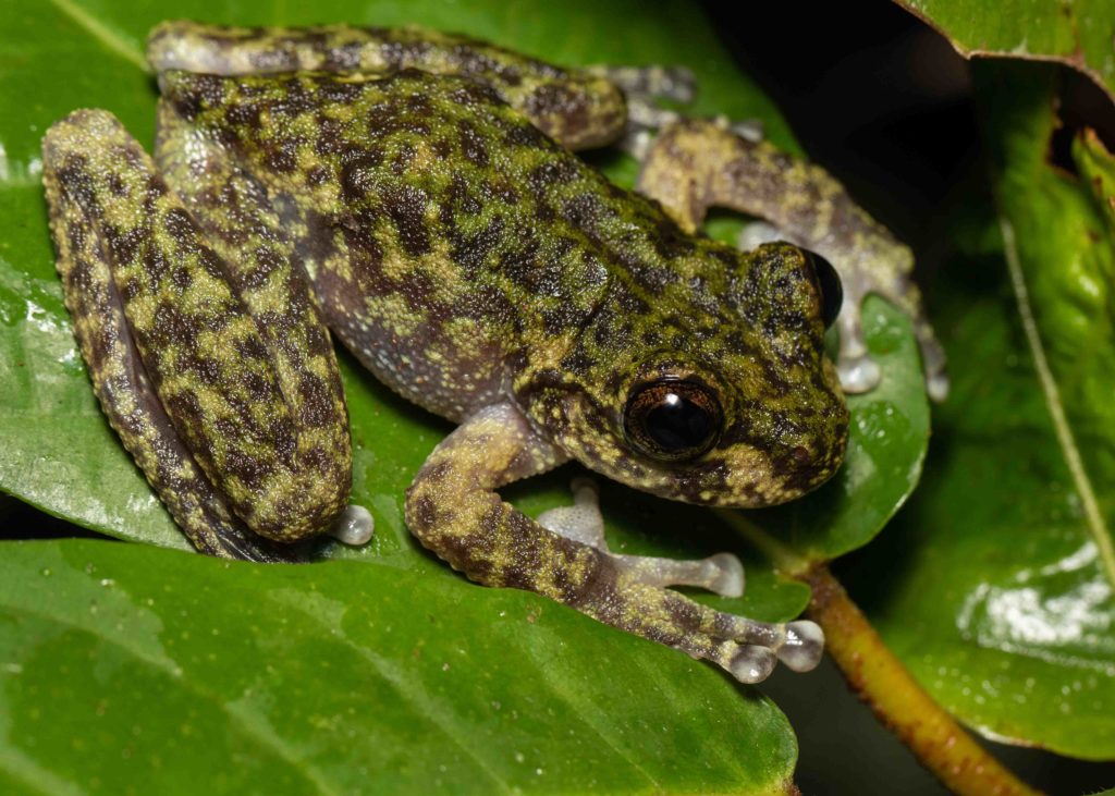 Litoria nannotis (Waterfall frog) (endangered)