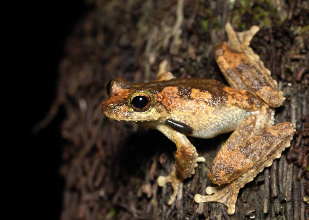 Litoria serrata (Green-eyed tree frog or Serrated-armed Tree Frog) (vulnerable) 