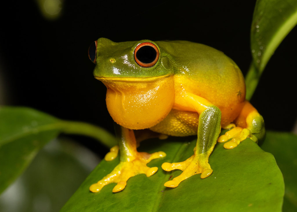 Litoria xanthomera (Orange-thighed treefrog) (Least Concern) 
