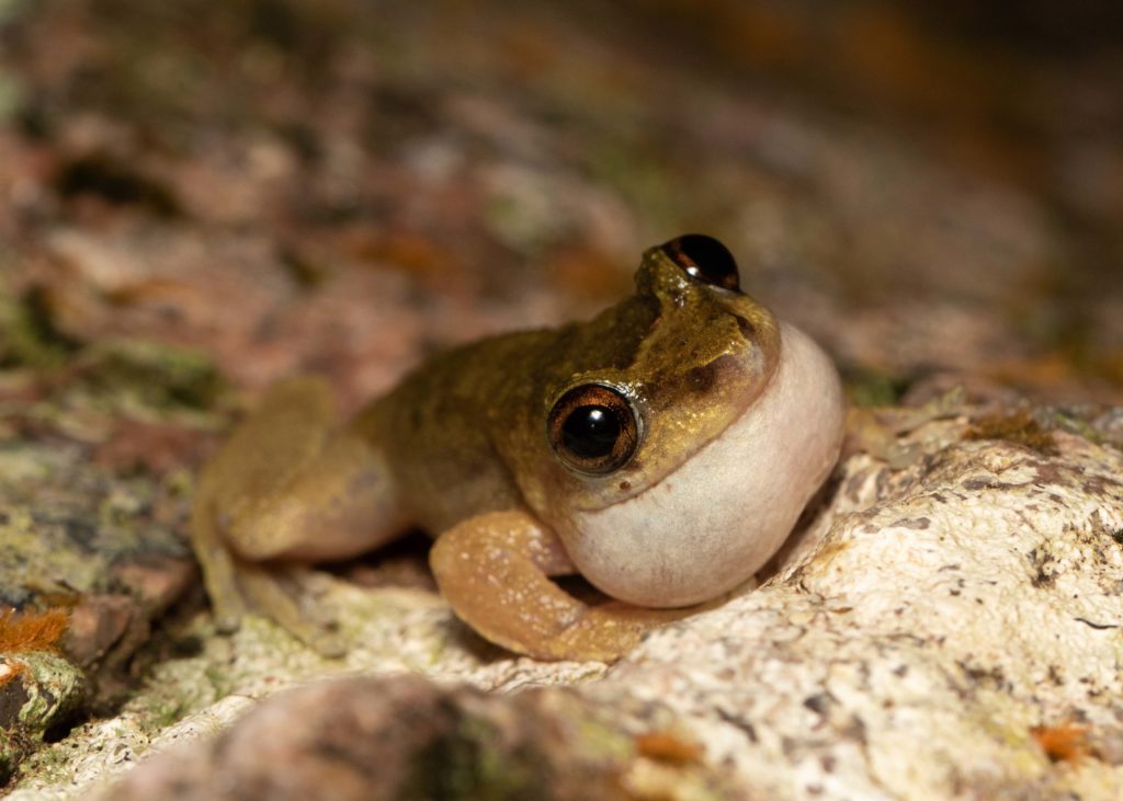 Litoria rheocola (Common mist frog) (endangered)