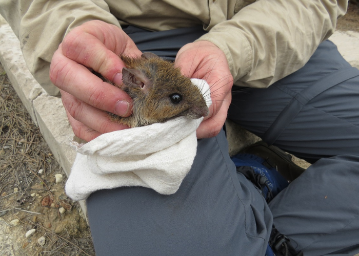 Recent wildlife surveys found the population of Black Rats at North Head has decreased from an estimated 112 in 2019 to 29 in 2020. A direct result of the reintroduction of Bush Rats.