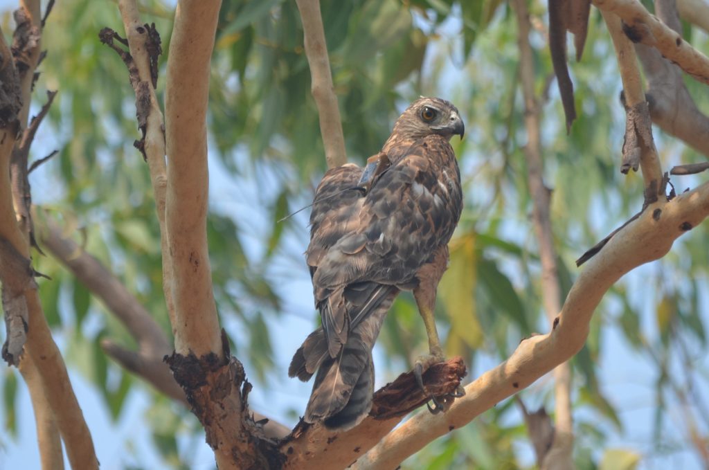 This Is An Adult Female From The Nt Wearing A 17g Gpssatellite Tracking Device Photographed By Will Riddell