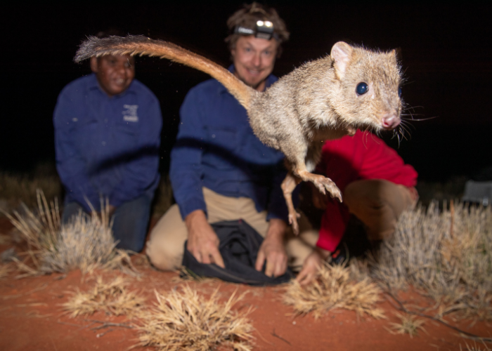 AWC’s reintroduction program makes a major contribution to threatened species conservation.