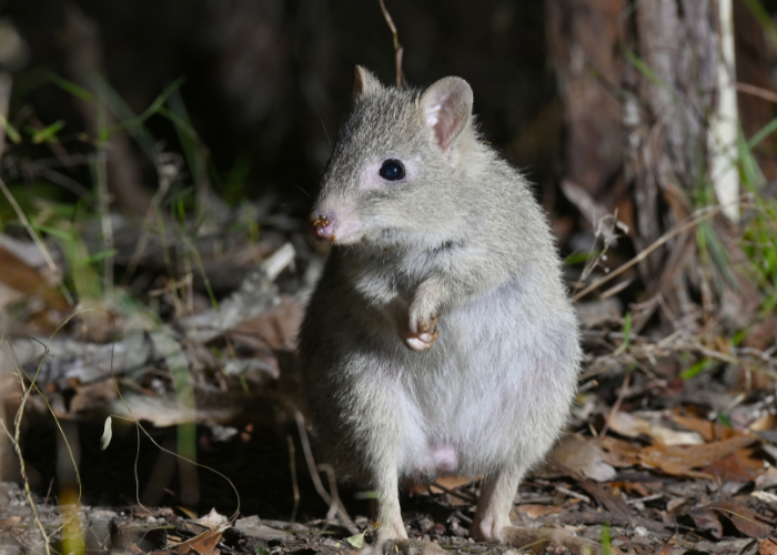 The endangered Northern Bettong has an estimated global population size of less than 1,200 individuals and is one of 20 Australian mammals most at risk of extinction.