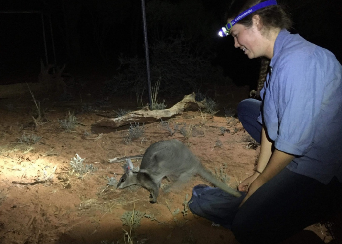 As part of the internship Samantha has had a lot of hands-on experience including recent eco-health surveys of Bridled Nailtail Wallabies.