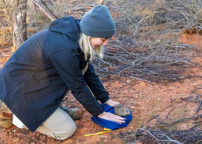 Phoebe says AWC interns gain a broad-range of field work skills including hands-on work with various species. Here Phoebe releases a Greater Stick-nest Rat. 
