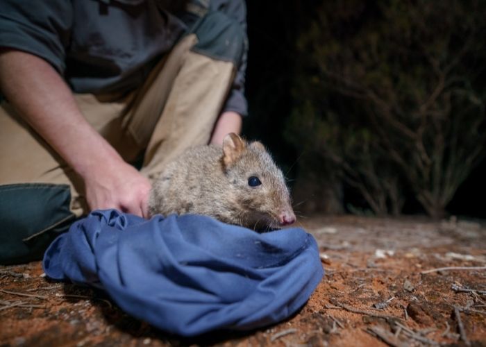 The total population of Woylies in the wild is now fewer than 15,000. AWC protects 10% of the population in feral predator-free areas in NSW, WA, SA and the NT.