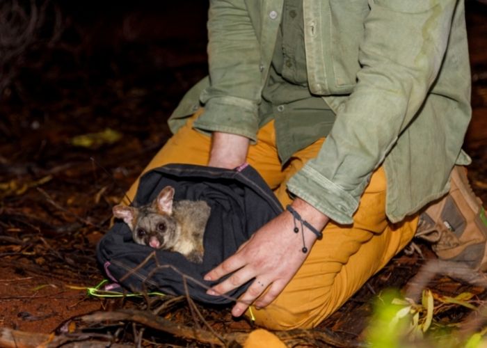 Forty-nine Brushtail Possums were reintroduced to Mt Gibson Wildlife Sanctuary in the northern edge of the WA Wheatbelt after being absent from the landscape since the 20th century.