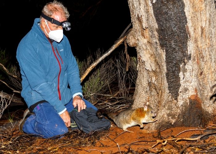 Nine months after release, the possums are believed to have successful survived and are even growing their population.