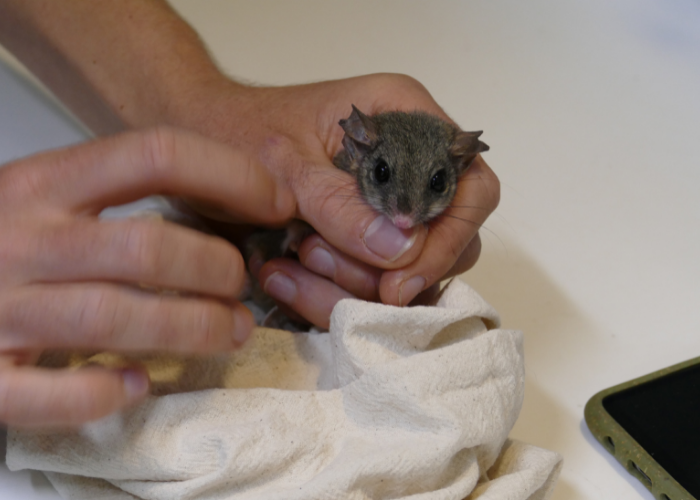 Fourteen Red-tailed Phascogales crossed the border from South Australia to NSW for a new home at Mallee Cliffs National Park.