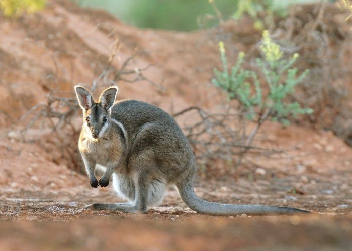 The population will be transferred to the Pilliga's wider safe haven which can support a total population of 2,000 wallabies.