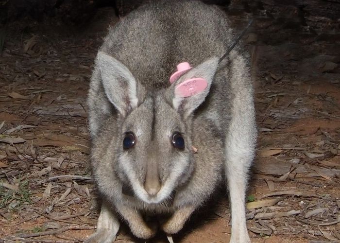 Australia's population of Bridled Nailtail Wallabies crashed in the early 1900s due to hunting, competition with domestic stock for food, habitat destruction and predation by feral predators such as cats and foxes.