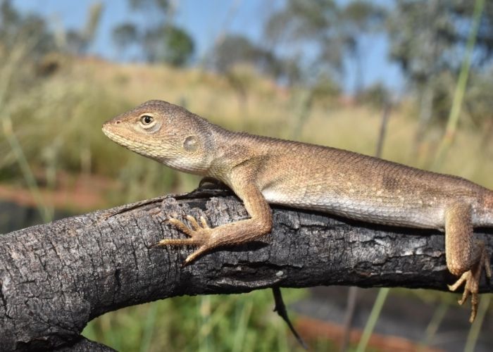 AWC Ecologists stumbled across a unique Gracile Two-lined Dragon, one of Australia’s rarest reptiles.