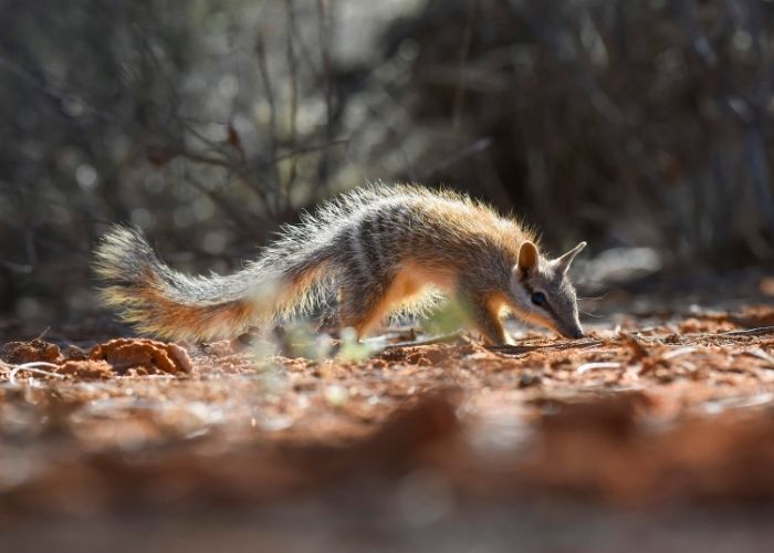 If they’re lucky, visitors may catch a glimpse of one of the striped Numbats which were reintroduced to the park in December 2020.