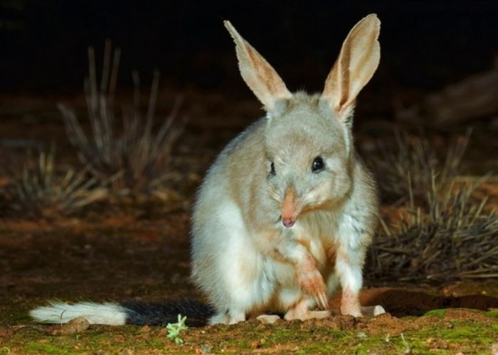 Mt Gibson is trialling a new method for Bilby population estimates but in the meantime, they saw more than 50 Bilbies every night during a recent spotlighting survey which is encouraging evidence of their presence.