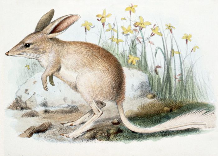 The extinct Lesser Bilby was the smaller of the two bilby species, with silky, tan-grey fur. 