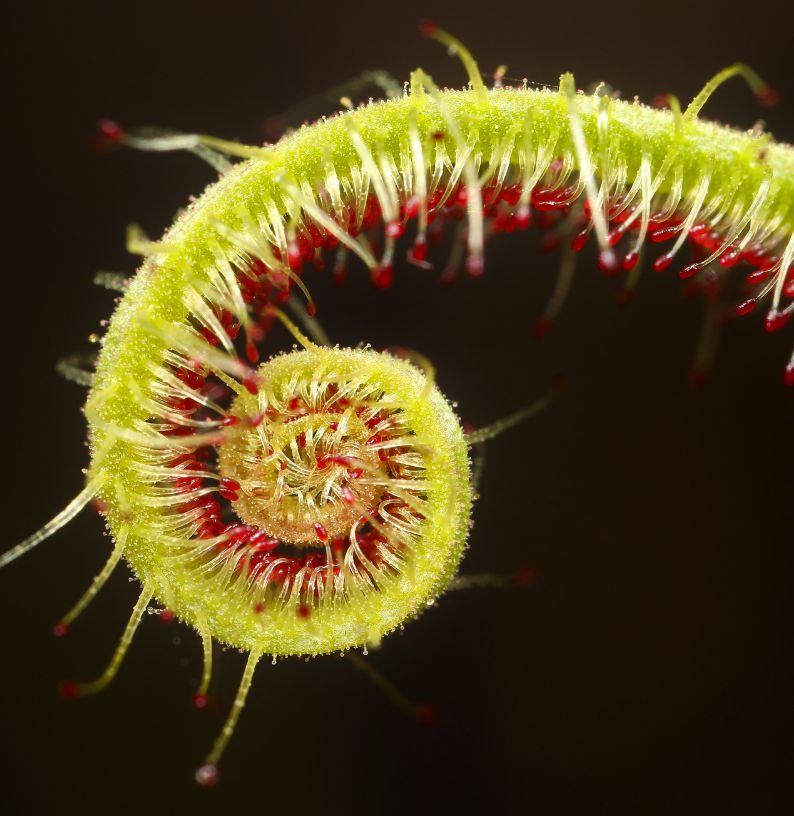 Carnivorous plants: studying the meat-eaters of the plant world