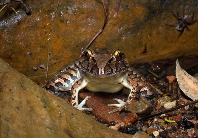 Giant Barred Frog (Mixophyes iteratus)