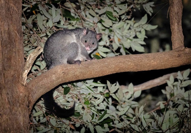Mountain Brushtail Possum (Trichosurus cunninghami)