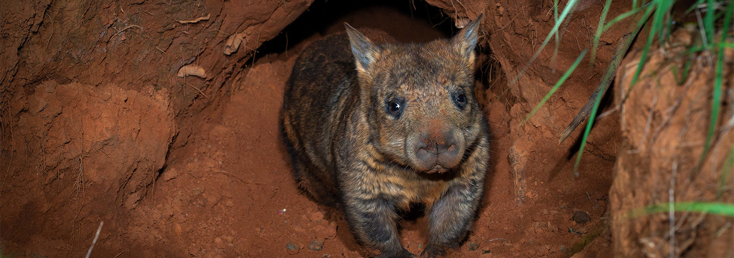 Northern Hairy-nosed Wombat