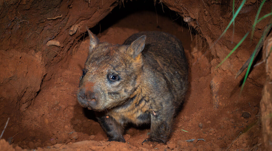 Southern Hairy Nosed Wombat Conservancy