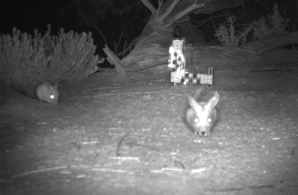 Camera trap image of the Dusky Hopping Mouse at Scotia Wildlife Sanctuary.