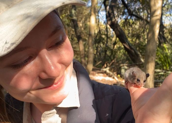 In the first few weeks of Emily's internship, saw and handled her first Eastern Pygmy Possum.