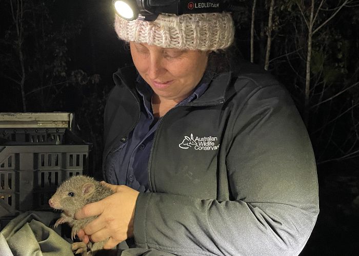 Felicity L’Hotellier, AWC Senior Field Ecologist, conducts a health check on Mount Zero-Taravale's first independent young Northern Bettong. 