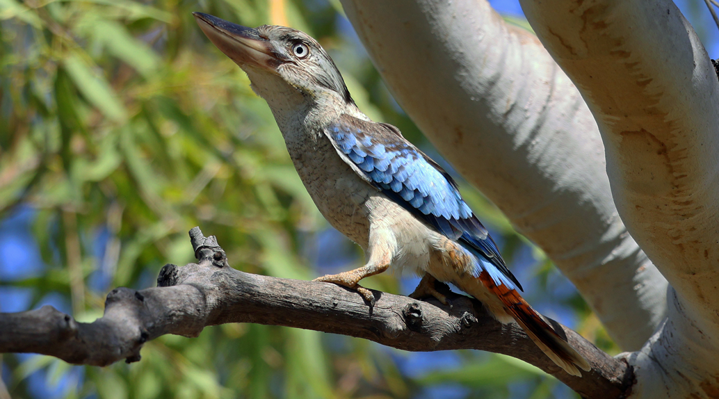 Blue Winged Kookaburra (Dacelo leachii)