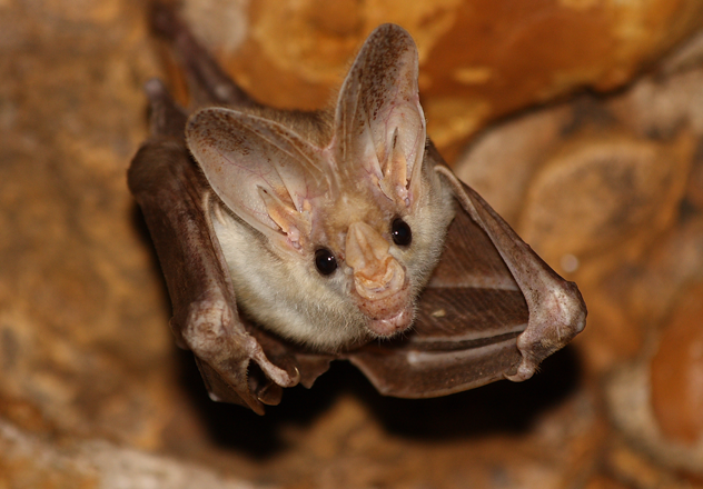 Ghost bat (Macroderma gigas) roosting in a limestone cave.