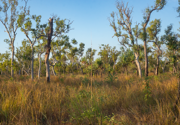 Savanna eucalypt woodlands. 