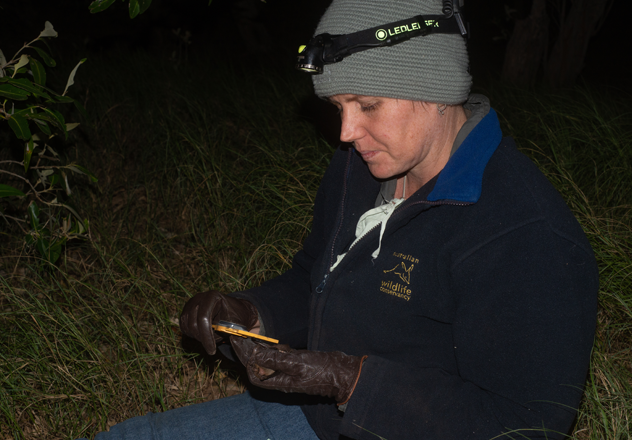 Senior Wildlife Ecologist Dr Eridani Mulder takes measurements of a Pygmy Long-eared Bat (Nyctophilus walkeri). 