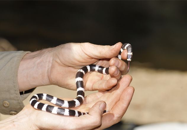 Bandi Bandi snake (Vermicella annulata)