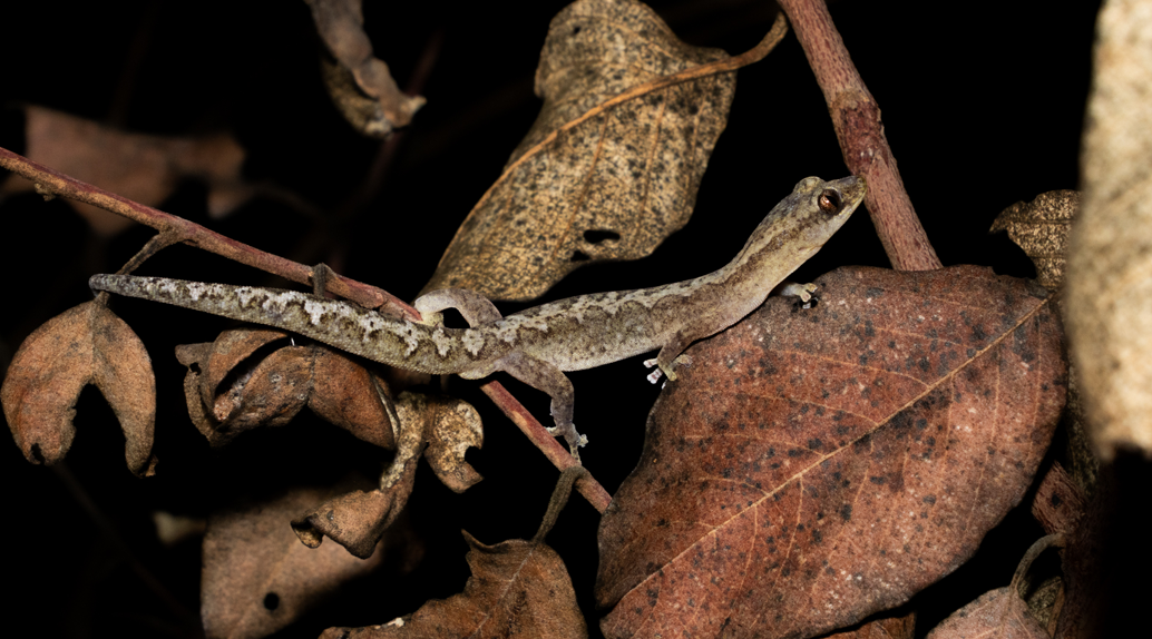 Zigzag Velvet Gecko (Amalosia rhombifer)