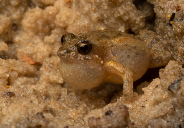 Known for its distinctive two-type mating call, the Bilingual Frog is a small frog species found across north-western and north-central Australia. 