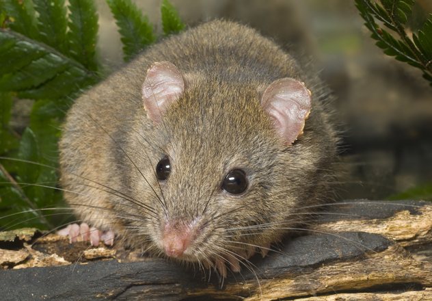 An adult Bush Rat photographed at Curramore Wildlife Sanctuary, Queensland. 