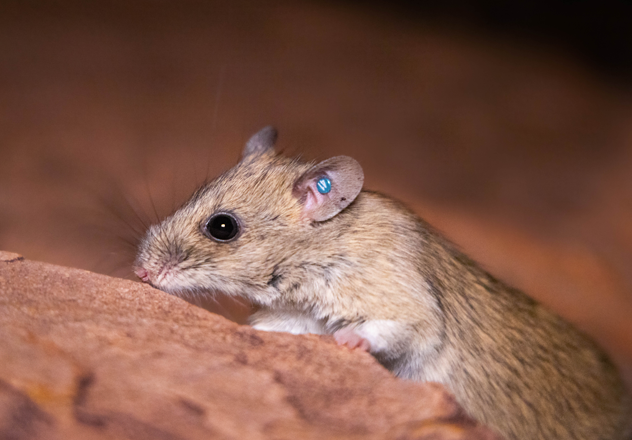 A Central Rock-rat translocated into the 9,450 hectare feral predator free safe haven at Newhaven Wildlife Sanctuary in the Northern Territory. 