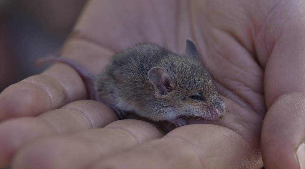 Delicate Mouse (Pseudomys delicatulus). Ian Bool/AWC