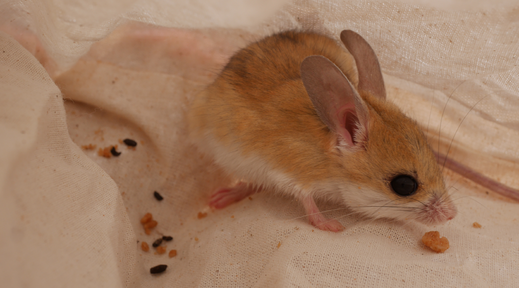 Dusky Hopping Mouse (Notomys fuscus).