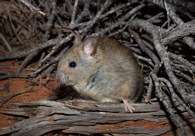 A Greater Stick-nest Rat at the entrance of a nest at Mt Gibson Wildlife Sanctuary.