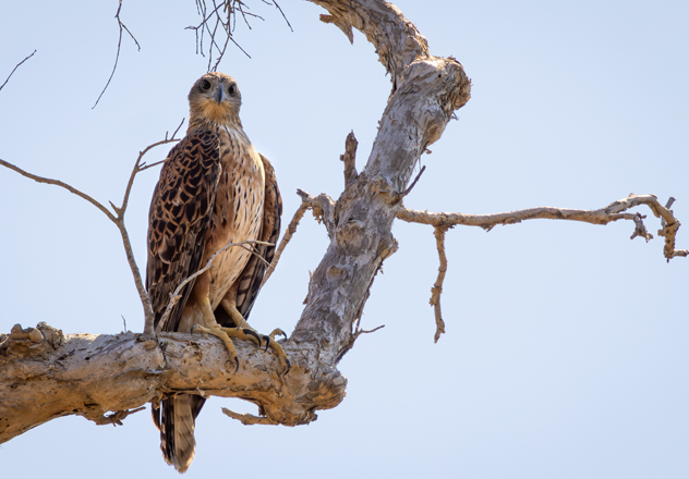 The Garr garr (Red Goshawk) is one of Australia’s rarest birds of prey, making the sighting and nest discovery on Dambimangari Country all the more exciting. 