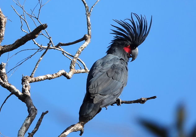 One of Australia's many intriguing species is the Palm Cockatoo that uses a tool to drum during courtship. This magnificent bird is pictured here at AWC's Piccaninny Plains Wildlife Sanctuary in Cape York. 