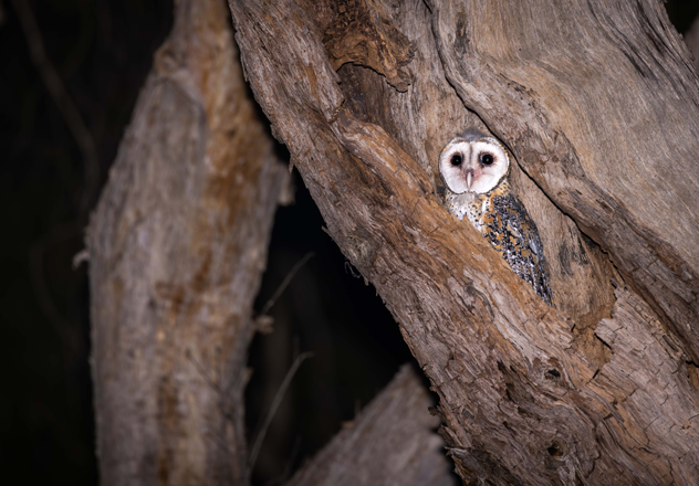 A little fledgling Dumbi (Northern Masked Owl) in the first confirmed nest tree on Dambimangari Country.